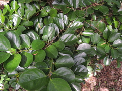 Gomphandra luzoniensis