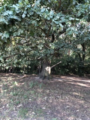 Quercus robur