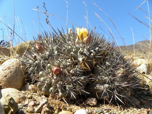 Copiapoa fiedleriana