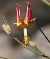 Aquilegia eximia