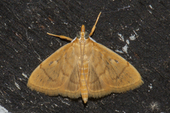 Ecpyrrhorrhoe puralis