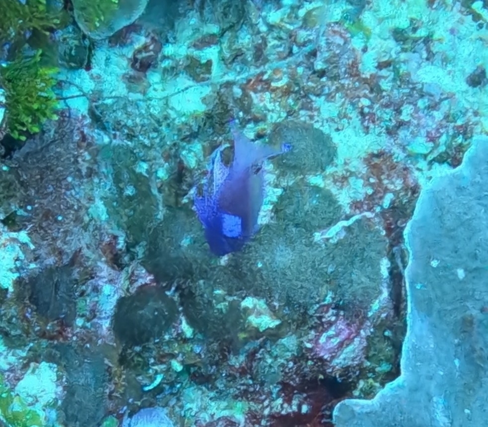Blotched Fairy Basslet