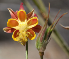 Aquilegia eximia
