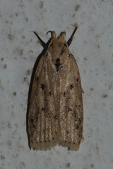 Oditinae