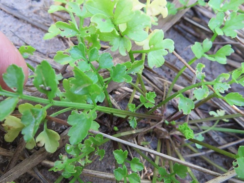 Image of Sprawling Celery (Apium decumbens) by (c) linkie, some rights reserved (CC BY)