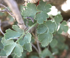 Aquilegia eximia