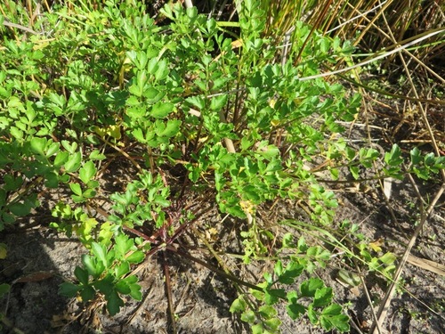Image of Sprawling Celery (Apium decumbens) by (c) linkie, some rights reserved (CC BY)