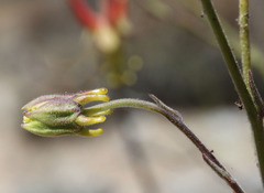 Aquilegia eximia