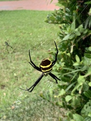 Argiope amoena