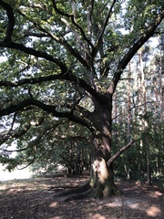 Quercus robur