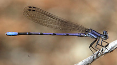 Argia hinei