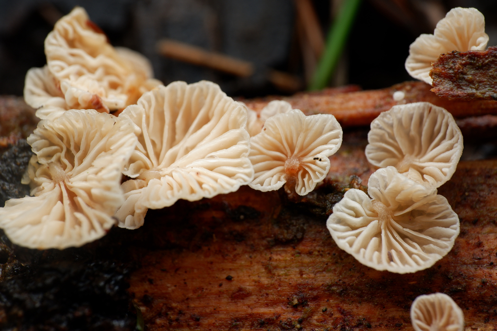 Collybiopsis affixa · April 2025 · photo: © celadonfern (iNaturalist, cc-by)