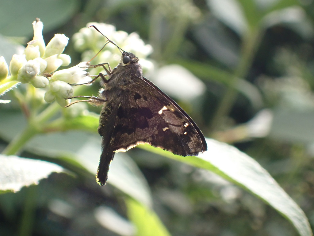 Typhedanus galbula