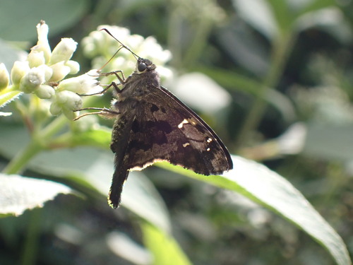 Typhedanus galbula