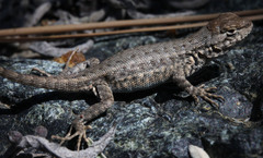 Sceloporus graciosus gracilis