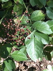 Sambucus nigra