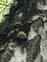 Fomes fomentarius
