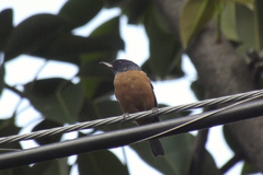 Diglossa baritula
