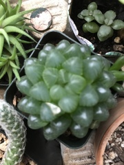 Haworthia