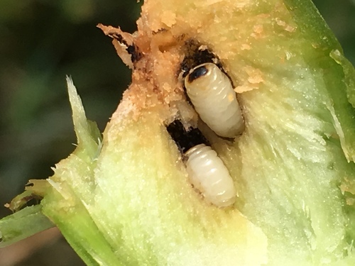 Daginė margasparnė nuotrauka