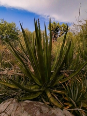 Agave albomarginata