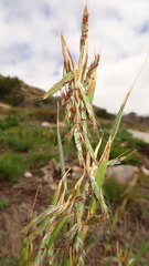 Cymbopogon pospischilii