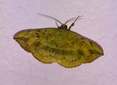 Anticarsia irrorata