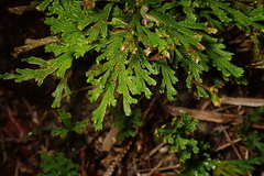 Selaginella tamariscina