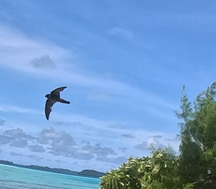 Palau Swiftlet (Aerodramus pelewensis), photo 1