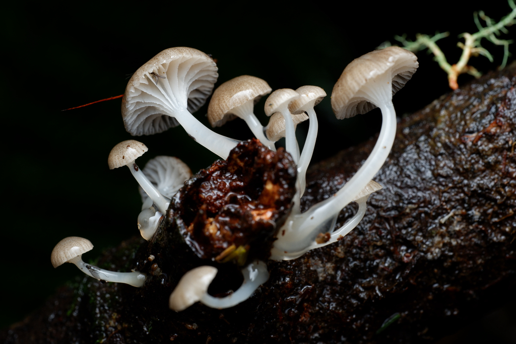 Roridomyces austrororidus · April 2025 · photo: © celadonfern (iNaturalist, cc-by)