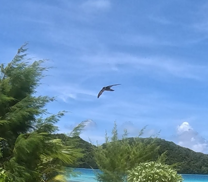 Palau Swiftlet (Aerodramus pelewensis), photo 2