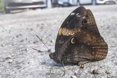 Opsiphanes invirae