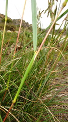 Cymbopogon pospischilii