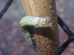 Opsiphanes invirae