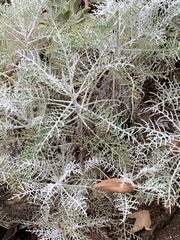 Constancea nevinii