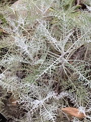 Constancea nevinii