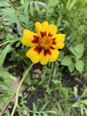 Tagetes lunulata