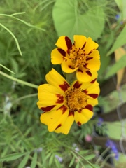 Tagetes lunulata
