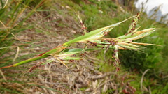 Cymbopogon pospischilii