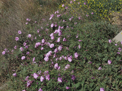 Convolvulus althaeoides althaeoides