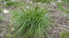 Cymbopogon pospischilii
