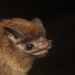 Thomas's Sac-winged Bat - Photo (c) Juan Cruzado Cortés, some rights reserved (CC BY-SA), uploaded by Juan Cruzado Cortés