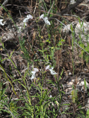 Teucrium pseudochamaepitys