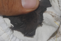 Myotis nigricans