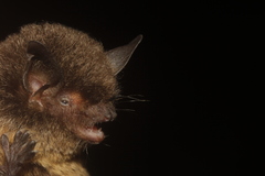 Myotis nigricans