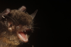 Myotis nigricans