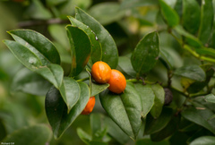 Cassinopsis ilicifolia