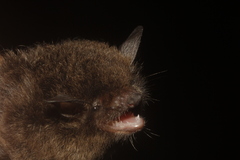 Myotis nigricans