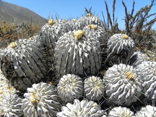Genus Copiapoa · iNaturalist
