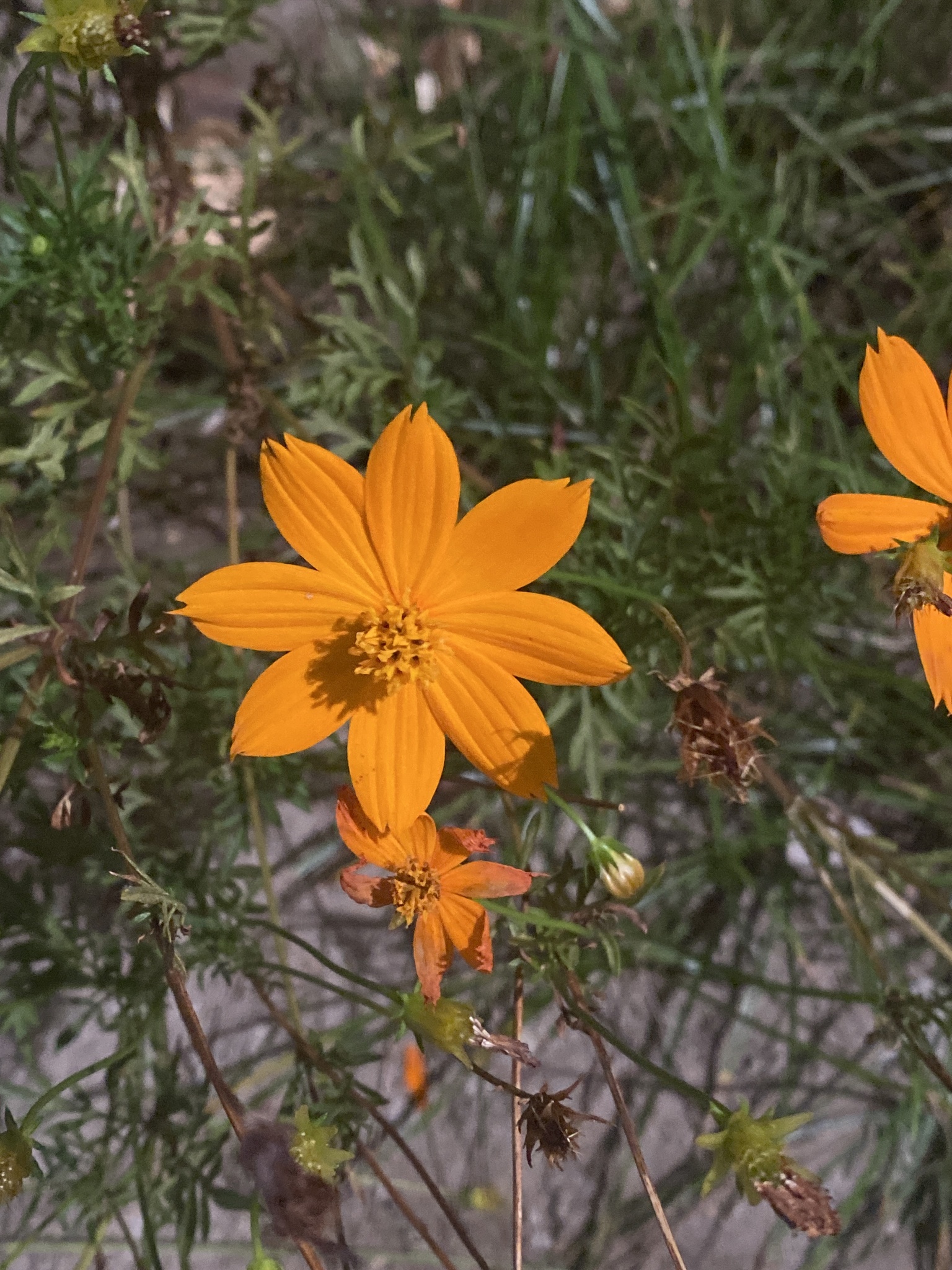 Cosmos sulphureus